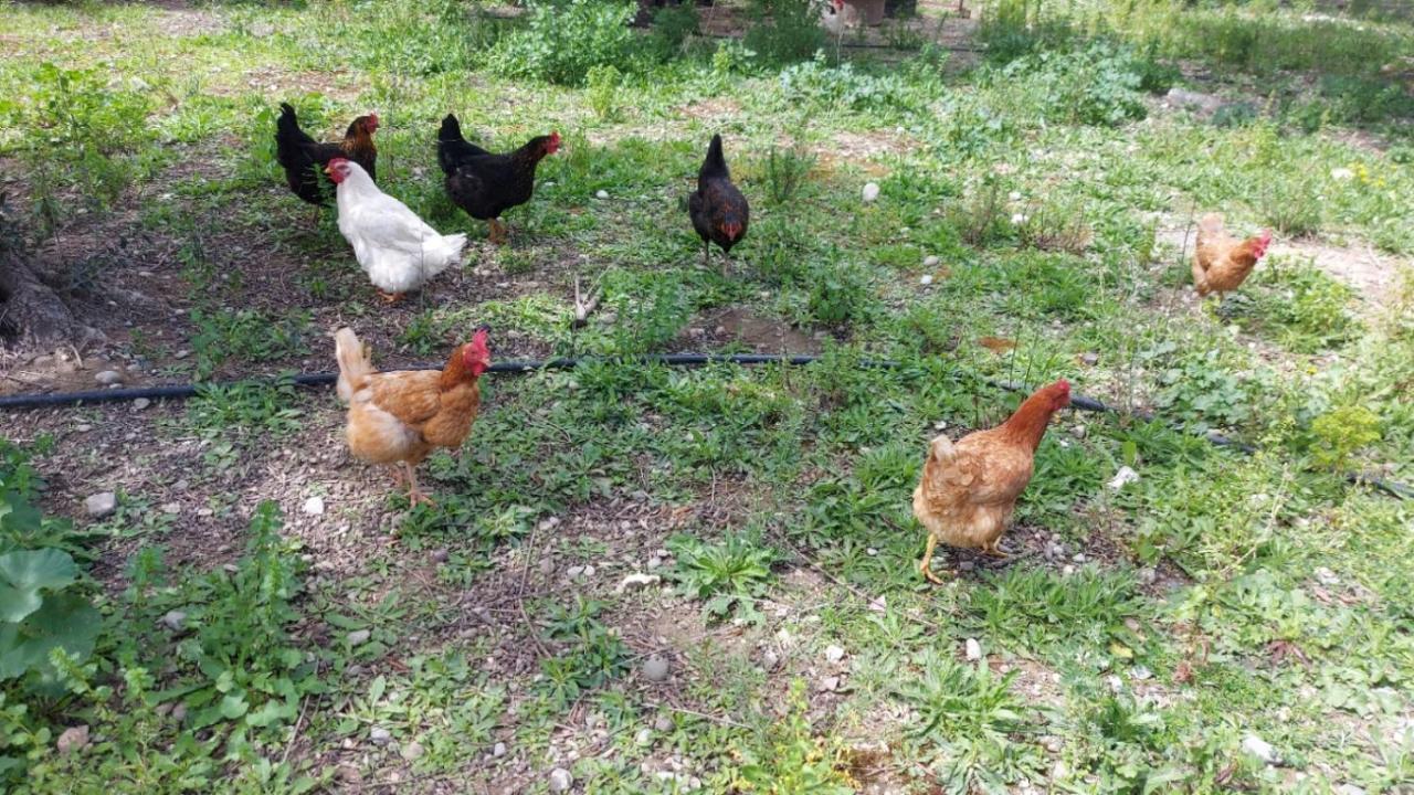 Agritourism Cottage Near Sitia Luaran gambar