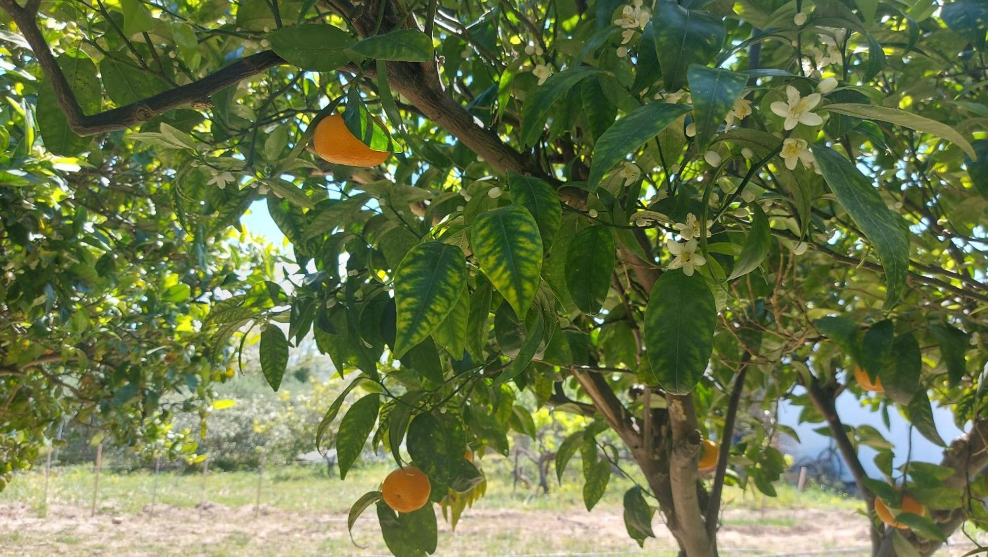 Agritourism Cottage Near Sitia Luaran gambar