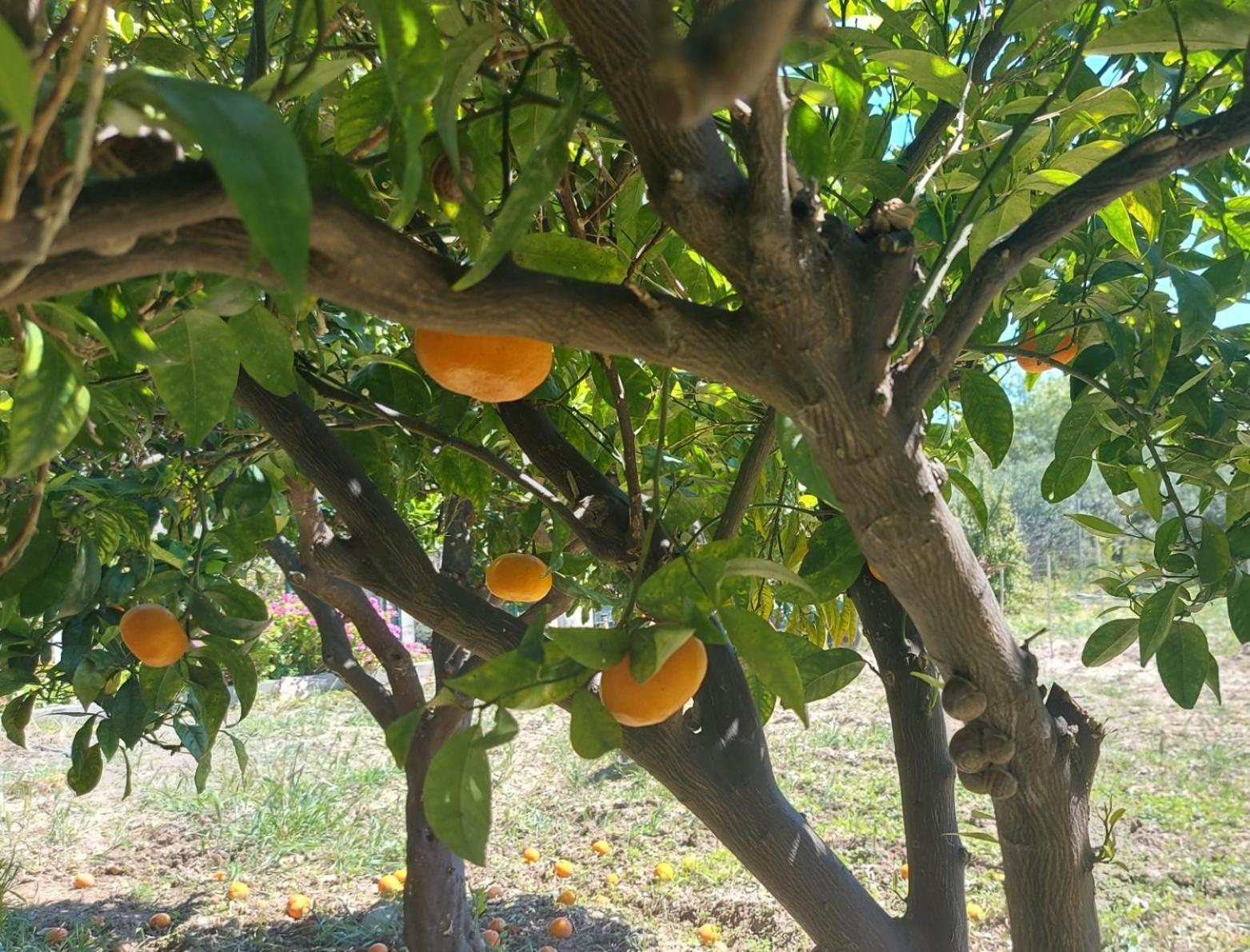 Agritourism Cottage Near Sitia Luaran gambar